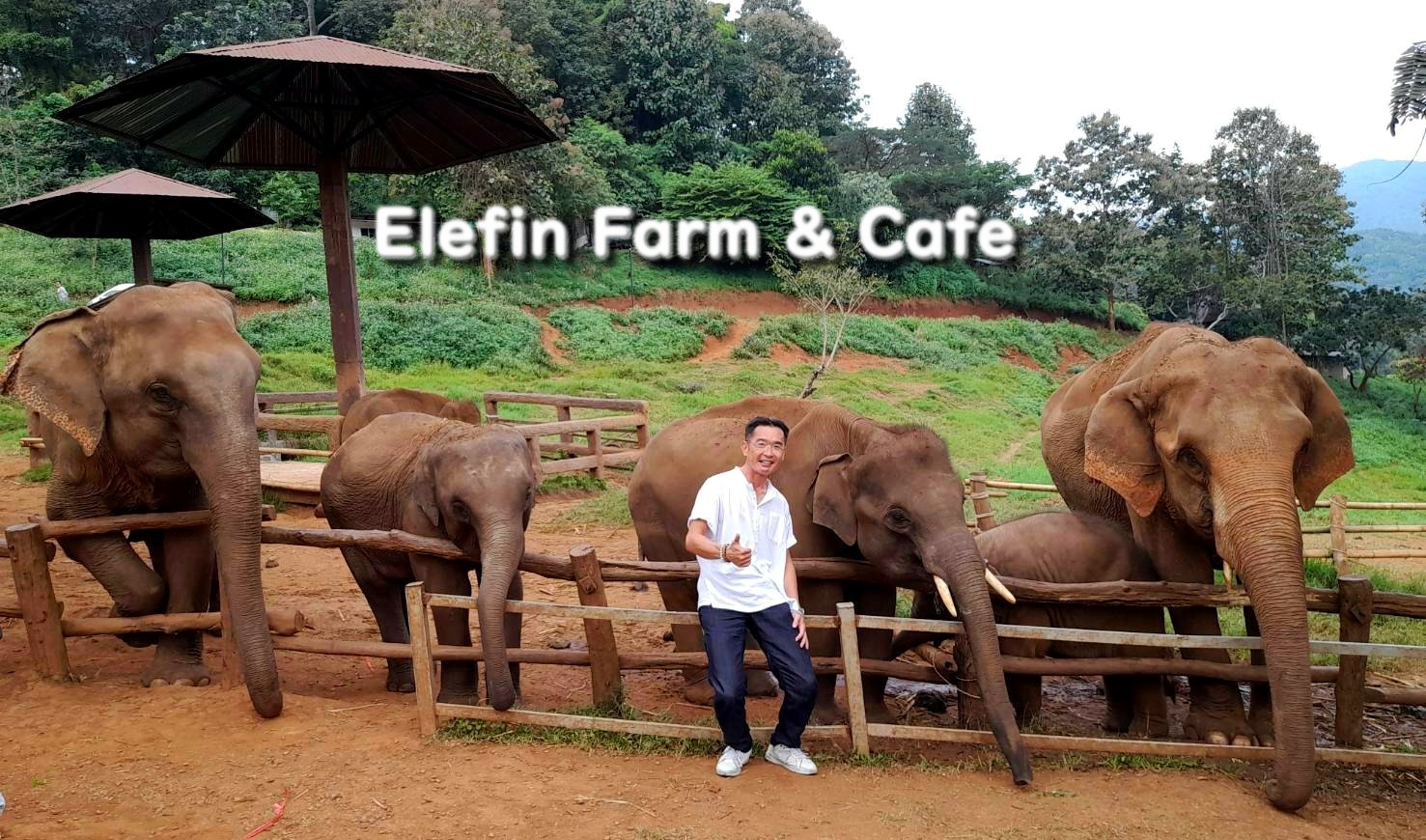 象カフェ「Elefin Farm & Cafe」