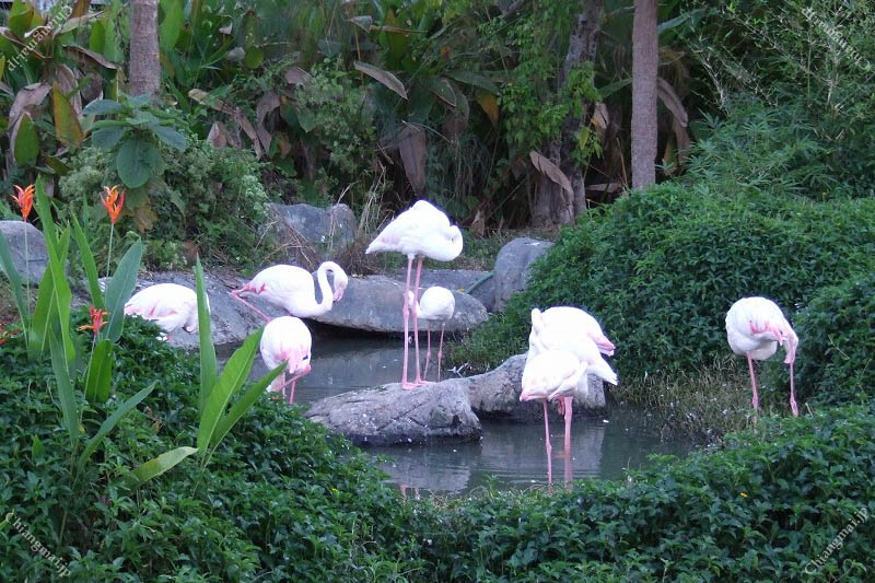 ナイトサファリ（昼の部）