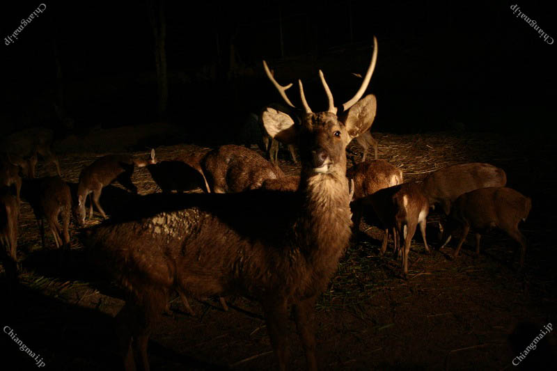ナイトサファリ（夜の部）