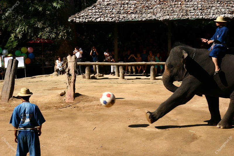 メーサ・エレファントキャンプ