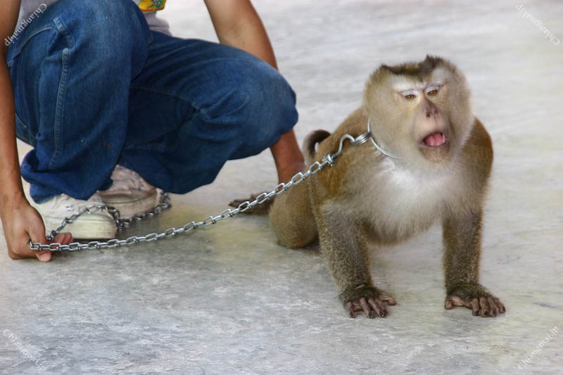 モンキーセンター